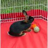 Prevue Pet Products Grassy Nibblers Squash